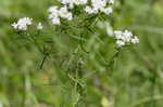 Narrowleaf mountainmint